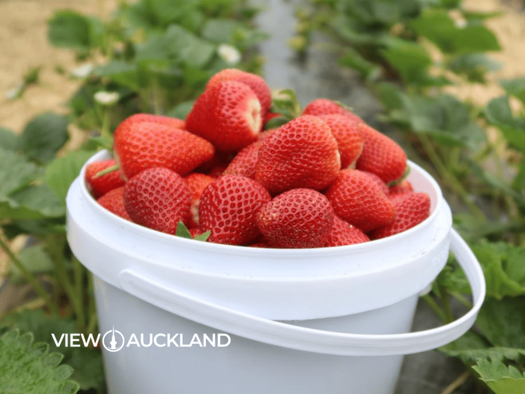 Strawberry Picking Auckland 6 of the Freshest Berry Farms View Auckland