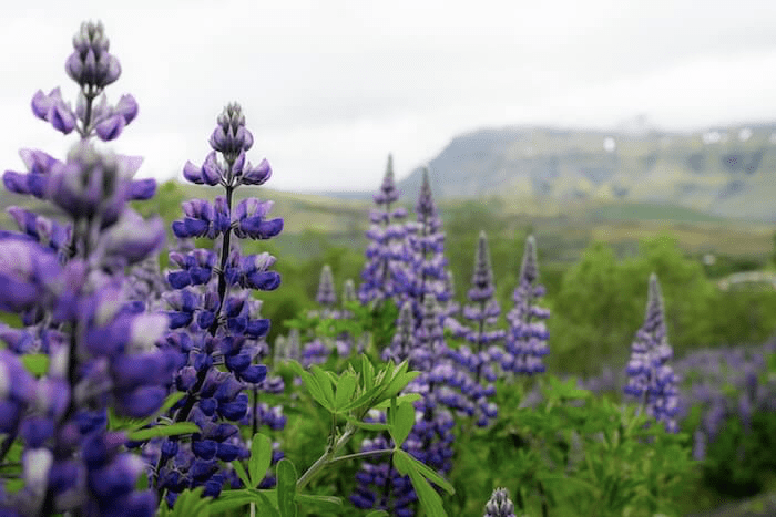 How to Dry Flowers?  NZ Lavender Farm – Lavender Backyard Garden®