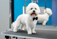 Top Dog: Auckland’s Best Dog Grooming Services