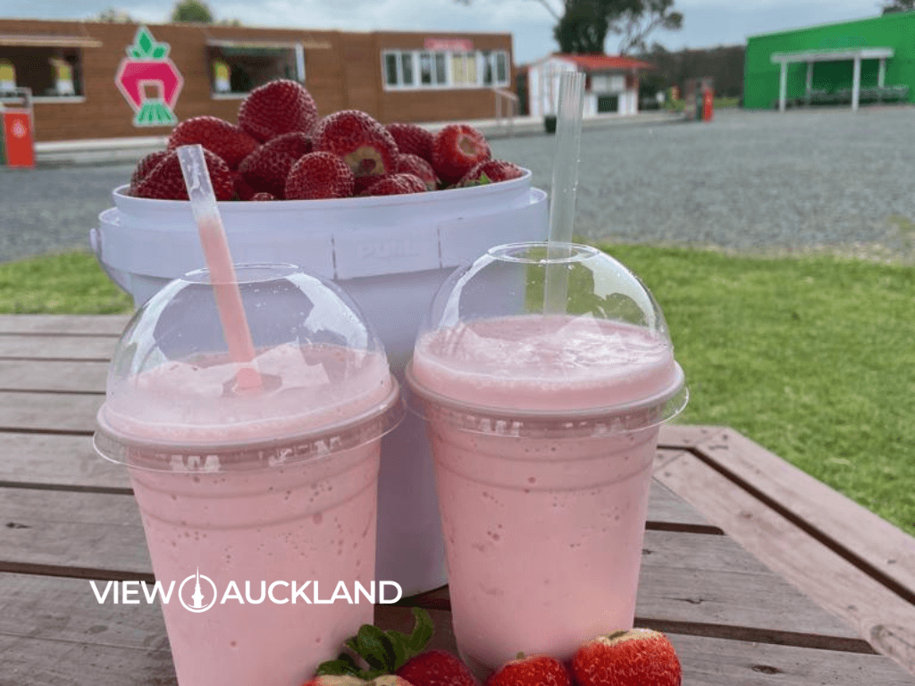 Strawberry Picking Auckland 6 of the Freshest Berry Farms View Auckland
